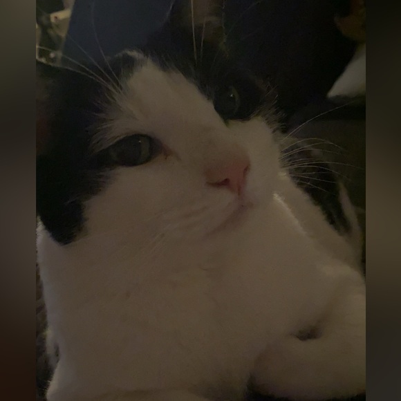 Meet your Posher, Alyssa - Picture 5 of 6